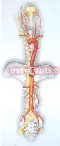 HANGING AUTONOMIC NEURON MODEL